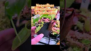 Nepenthes Jacquelineae x Spathulata plantlover carnivorousplant pitcherplant plantlover [upl. by Kenny]