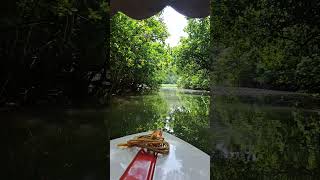 Mangrove forest  kerala  poovar river poovar island [upl. by Joung307]