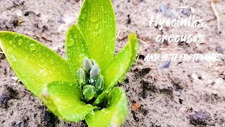 Hyacinths crocuses and yeti footprints [upl. by Darooge982]