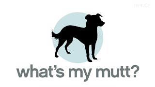 New App Identifies Dog Breeds [upl. by Eellek15]