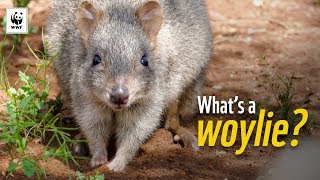 5 Facts About Woylies  WWFAustralia [upl. by Anallij699]