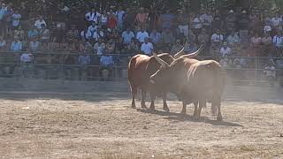 chega dos campeos 2024 raça barrosa montalegre Africano  Bull fight portugal [upl. by Jesh]