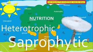 Autotrophic Heterotrophic and Saprophytic Nutrition  CSEC BIOLOGY TCP [upl. by Loma]