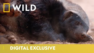 The Life of Honey Badgers  Predator Mondays  National Geographic Wild UK [upl. by Isej239]