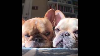 French Bulldog Puppies Barking Crying amp Cuddling  Best Frenchie Dog Compilation Videos Funny [upl. by Piper]