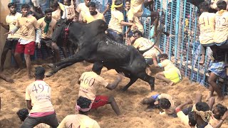 Kirungakottai Jallikattu 2022 Best Maatu Videos  கிருங்காகோட்டை ஜல்லிக்கட்டு 2022 Videos [upl. by Arok401]