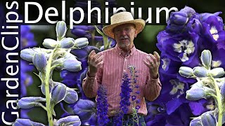 Delphinium  Larkspur  Growing Delphinium [upl. by Eenaffit]