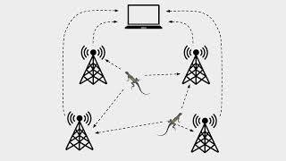 Radio Telemetry Tracking Summer 2022 [upl. by Hiasi]