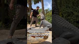 Crocodilian training alligators crocodiles caiman alligator gator crocodile [upl. by Abigail576]