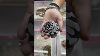 INCREDIBLE DESERT GHOST AXANTHIC BALL PYTHON [upl. by Everara]