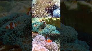 🎥 Clownfish and Sea Anemone [upl. by Kere]