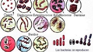 Clasificación bacteriana│Gram positivas │Gram negativas │Microbiologia [upl. by Suivatal499]