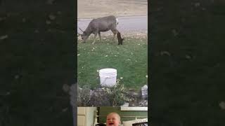 Wild Deer Kick Off On Cat 😂  Animal Funny Video  shorts youtubeshorts [upl. by Aleehs]