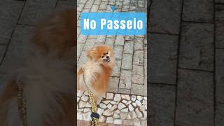 Cuidado ao Passear passeio passear cachorro lulu spitz patas patinhas queimadura quente [upl. by Rodney]