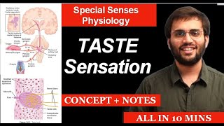 Taste  Physiology  Special Senses Physiology  Taste Pathway amp What to Learn [upl. by Dorcea692]