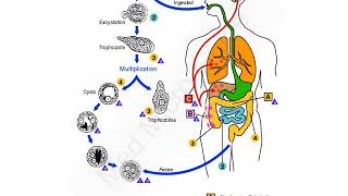 Entamoeba histolytica lecture [upl. by Leese628]