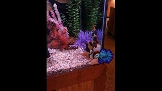 How to Keep and Care For Clown Loaches [upl. by Bellis102]