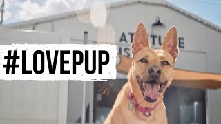 Parker and Sons  50 Acts Of Kindness  LovePup [upl. by Nehtiek]