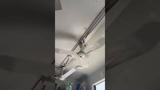 Rare 1400mm Mistralaire TAT industrial ceiling fan on high [upl. by Carri]