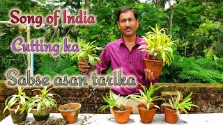 Song of India  Dracaena reflexa  Cutting lagane ka Sabse asan tarika Sikhiye [upl. by Orihakat]