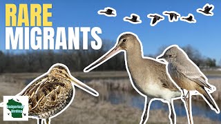 Early Spring Birding Extravaganza Rare Says Phoebe Hudsonian Godwits and More [upl. by Tichon]