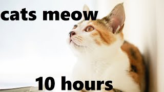 Gentle Sounds of Cats Meowing 10 hours [upl. by Nawad962]