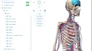 Tutorial for Visible Body Human Anatomy [upl. by Ivor267]