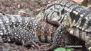 Sequência do acasalamento de lagarto teiú [upl. by Coyle515]