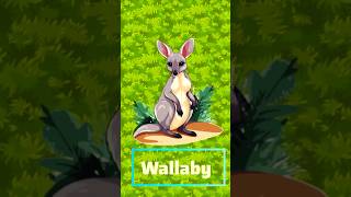 Wallaby Fun Facts wallaby funfacts funfactswallaby animalfunfacts animals funfactsshorts [upl. by Hsatan804]