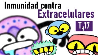 Inmunidad contra Bacterias y Hongos Extracelulares  TH17 [upl. by Mosra]