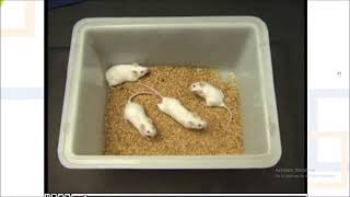 Effect of Hypnotic in mice by Righting reflex method [upl. by Anividul]