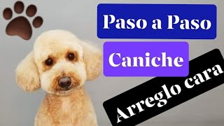 Como hacer a tijera una cara de CANICHE Expresiones [upl. by Ahselak357]