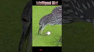 Intelligent Bird ll దీని తెలివి అమోగం ll Its intelligence is amazing ll TOT FACTS [upl. by Amlet]