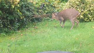 Muntjac Deer in Prestwood Back garden [upl. by Sells]