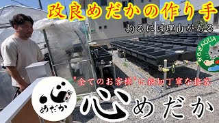 初登場‼️品種改良メダカの作り手【埼玉県加須市心めだか】心龍（五式×黒龍姫）心龍イエローDBlue武蔵安らぎAQUAちゃんねる [upl. by Nwatna141]