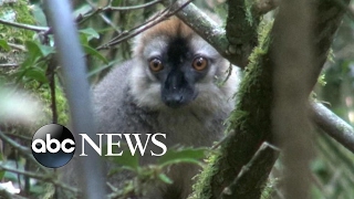 Lemurs get high  Spy in the Wild  BBC [upl. by Arihsa429]