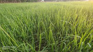 Teff Grass 7 Days after first cut [upl. by Taggart]