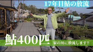 17年目鮎の放流！鮎400匹家の川に放流します！ [upl. by Adrien66]