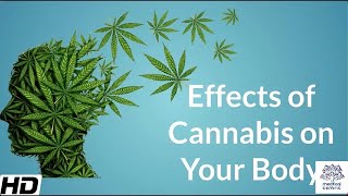 Effects of Cannabis on your body [upl. by Thia923]