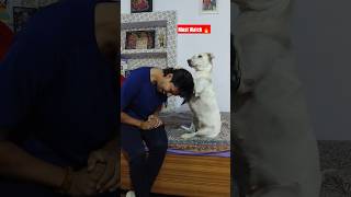 Jab koi ghar main aayega to kya kregi Ellie dog doglover shorts youtubeshorts [upl. by Enelez]