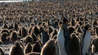 The penguin king part 1 circle of life [upl. by Evets]