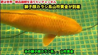 2024217 鯉活★錦鯉飼育★魚酔さんの獅子顔カラシ系山吹黄金★ヤフオク [upl. by Puett745]