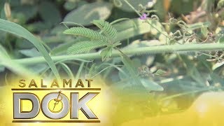 Salamat Dok Health benefits of makahiya leaves [upl. by Wallinga]