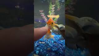 NEW GOLDFISH TANK [upl. by Assilak]