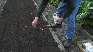 How to Sow Carrot amp Parsnip Seeds  Organic Edible Garden [upl. by Vanhomrigh]