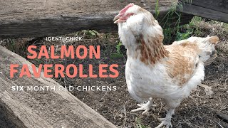 Salmon Faverolles 6MonthOld Chickens [upl. by Ardnasella207]