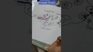 Structure of ovary shorts biology [upl. by Tarton558]