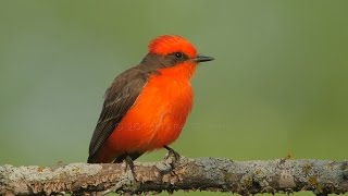 2016 05 Vermilion Flycatcher pair builds a very special nest  watch in 4K [upl. by Adnic927]