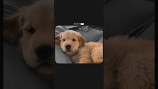 Tu hai meri ❤️🐕🐕youtubeshorts 🐕doglovershortvideostatuslovestatus [upl. by Eldnar860]