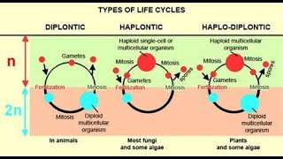 haplontic diplontic and haplodiplontic life cycle [upl. by Labana494]